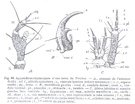 larva di Carabidae Pterostichinae